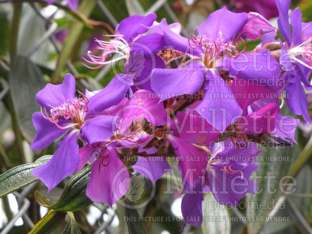 Tibouchina granulosa (purple glory tree or princess flower.) 1