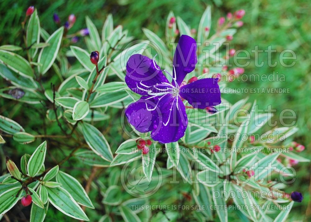 Tibouchina Gibraltar (purple glory tree or princess flower) 1