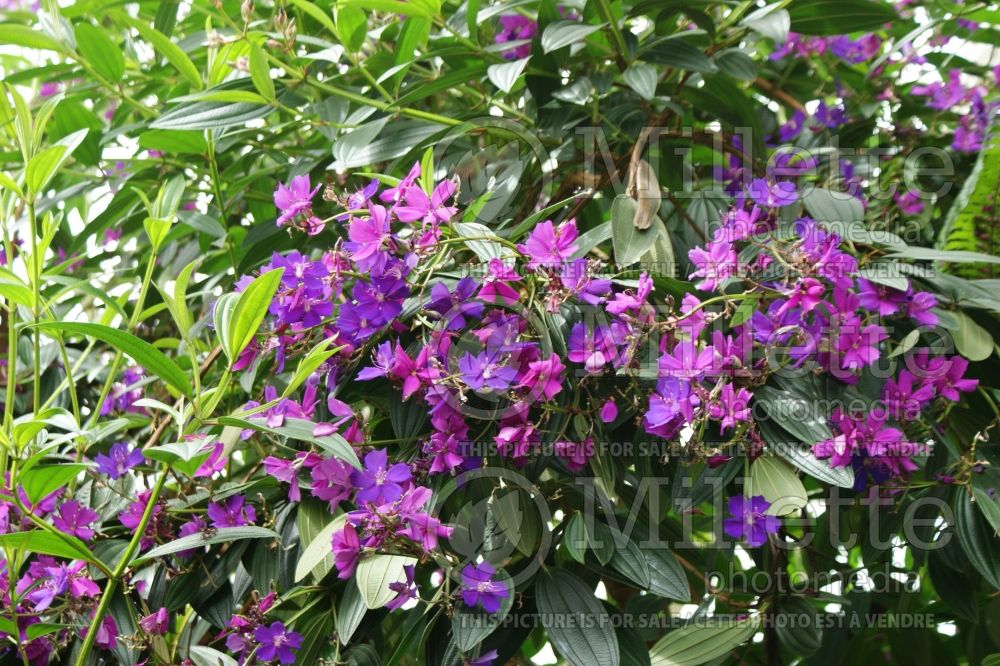 Tibouchina granulosa (purple glory tree or princess flower) 2