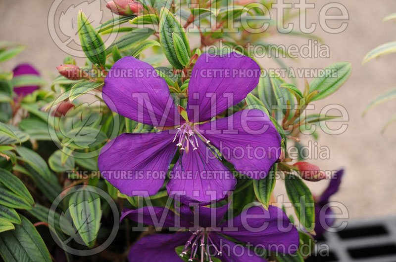 Tibouchina Groovy Baby (Princess Flower) 1