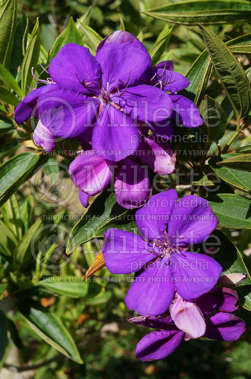 Tibouchina lepidota (Tibouchina Alstonville) 4  