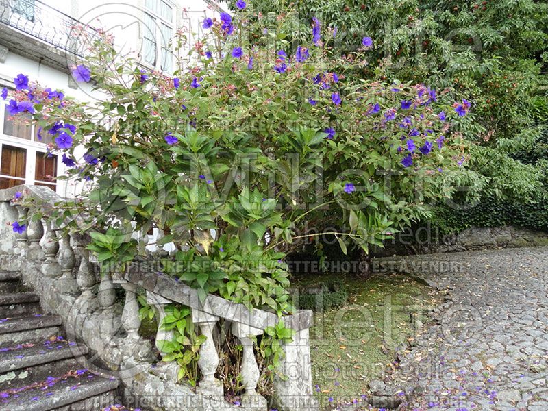 Tibouchina lepidota (Alstonville  glory bushes) 2  