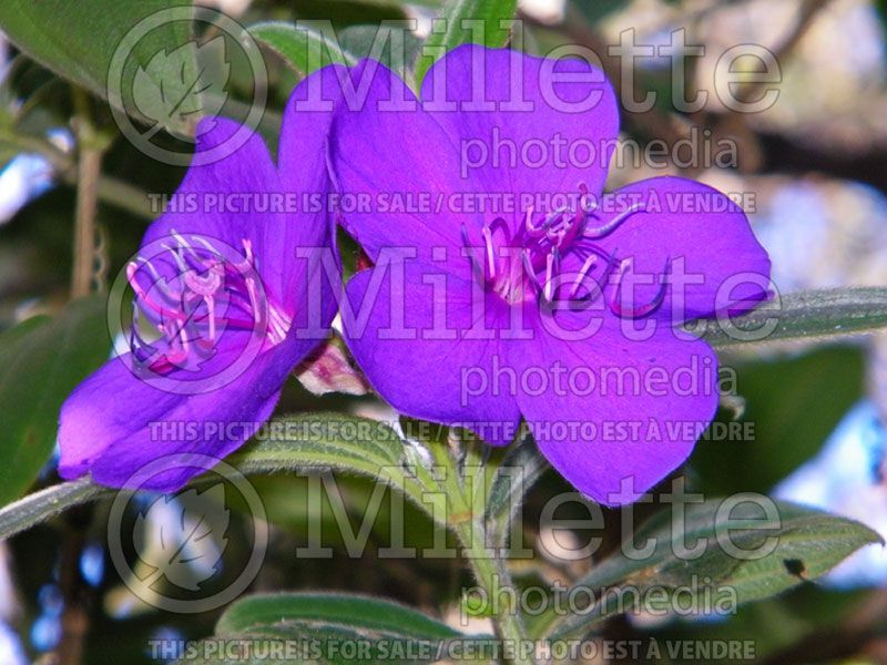 Tibouchina urvilleana (Princess Flower) 1