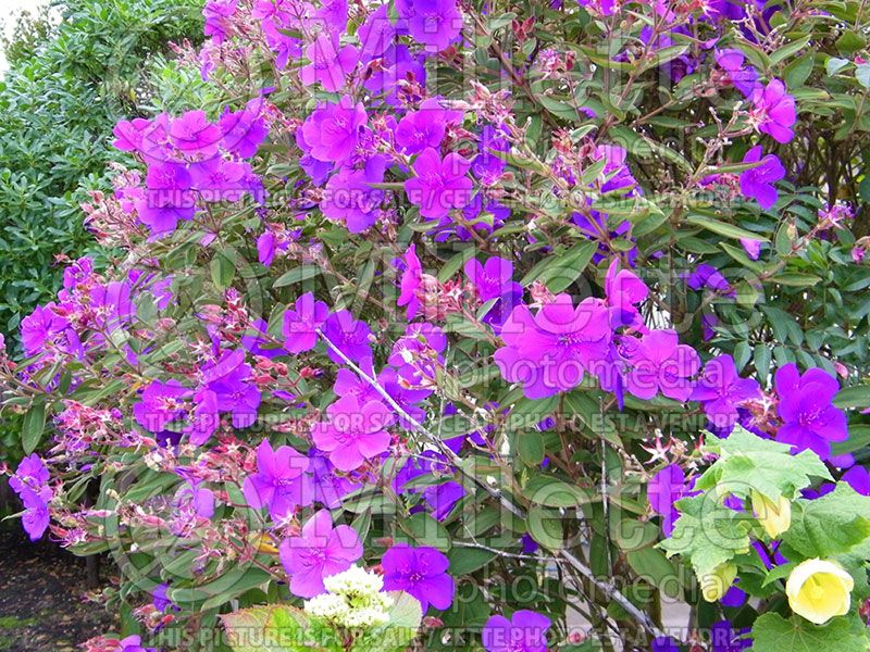 Tibouchina urvilleana (Princess Flower) 2