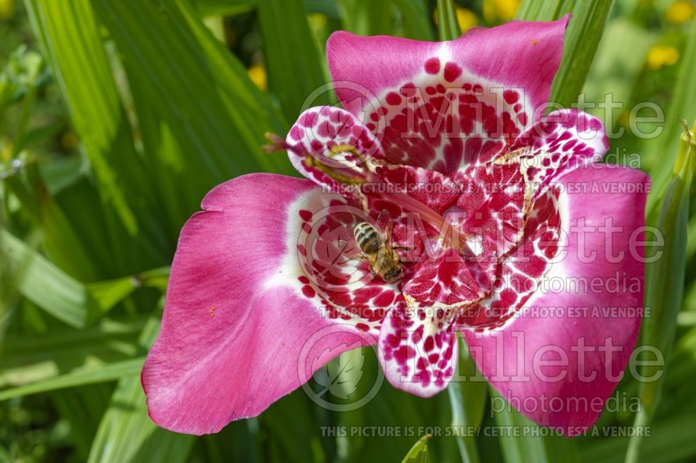 Tigridia povonia (Tiger Flower, Mexican Shell Flower) 5