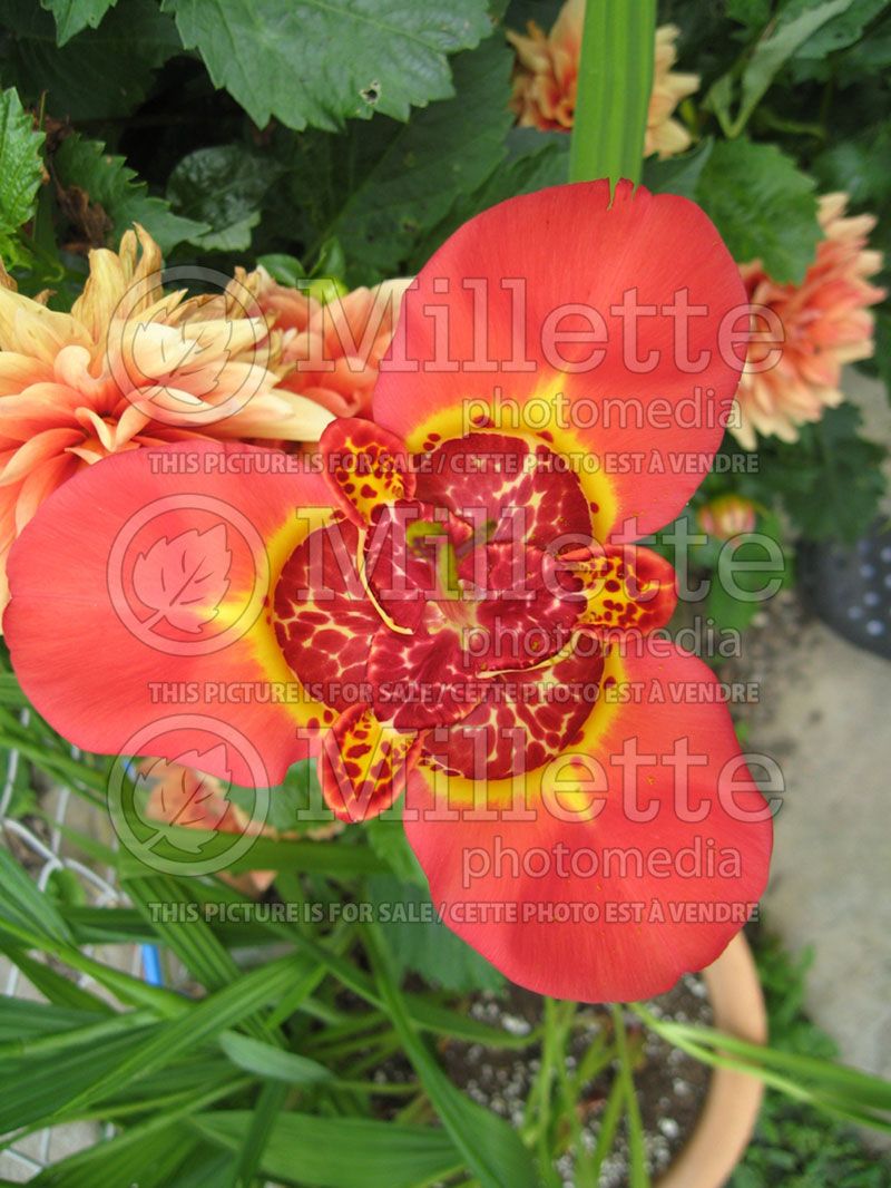 Tigridia povonia (Tiger Flower, Mexican Shell Flower)  4