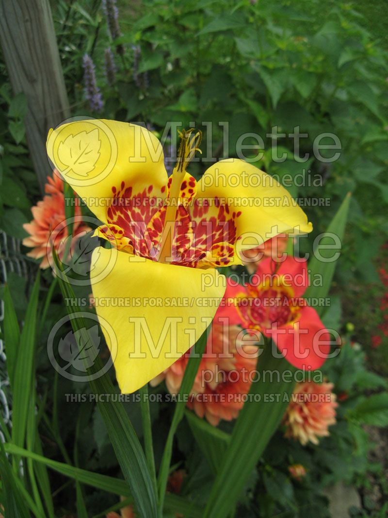 Tigridia povonia (Tiger Flower, Mexican Shell Flower)  3