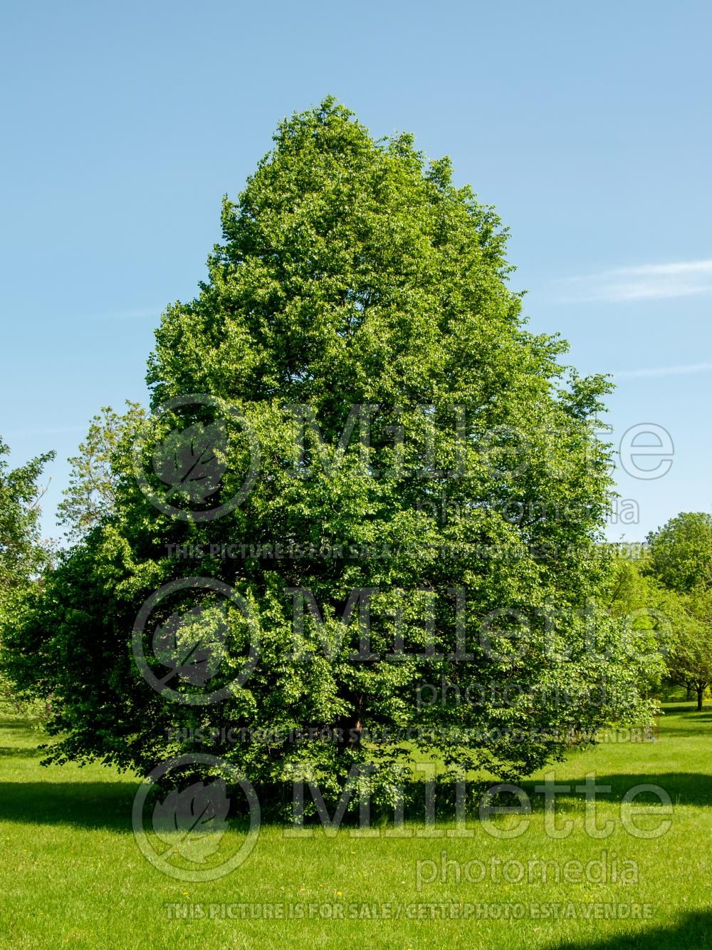 Tilia June Bride (Linden) 1