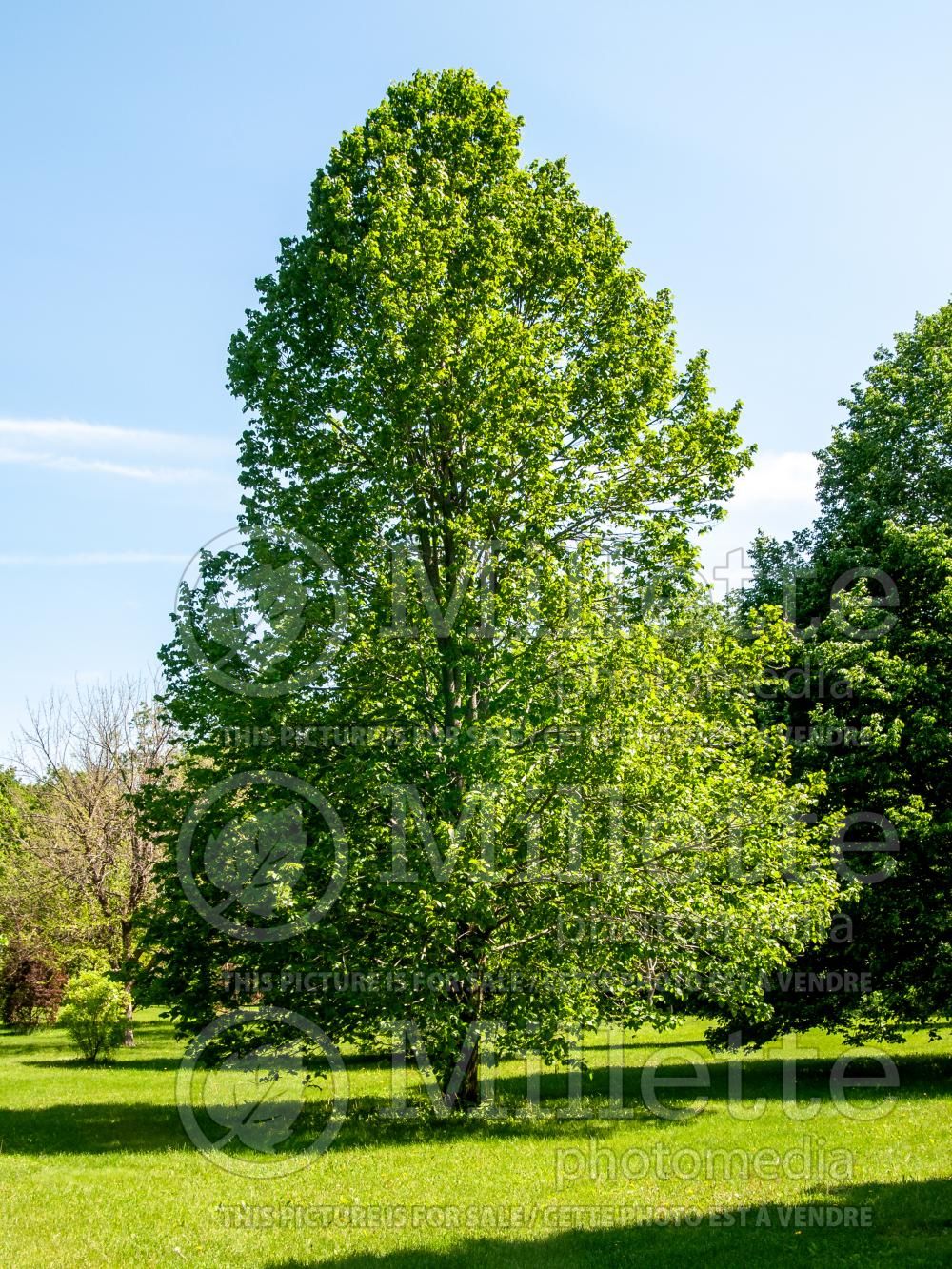 Tilia June Bride (Linden) 2