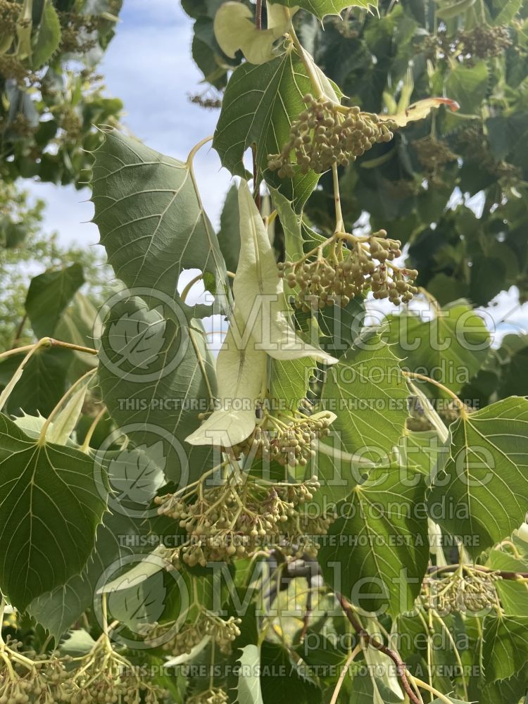 Tilia henryana (Henry's lime) 2