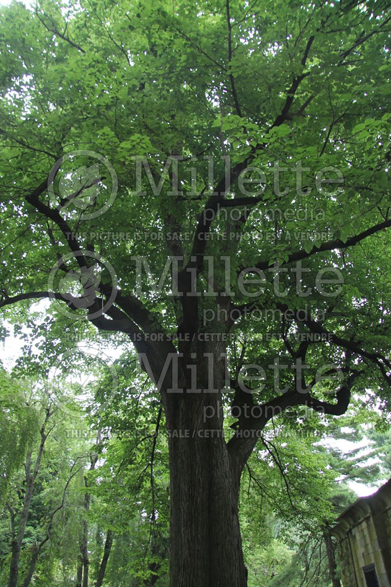 Tilia americana (American basswood)  2