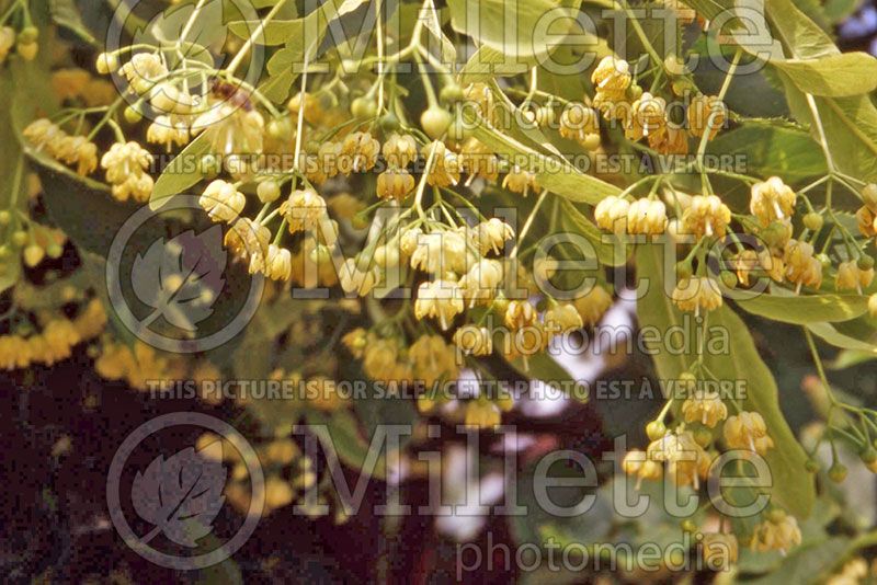 Tilia americana (American basswood) 3