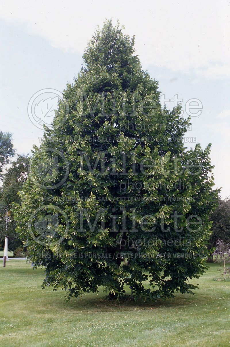 Tilia americana (American basswood) 4