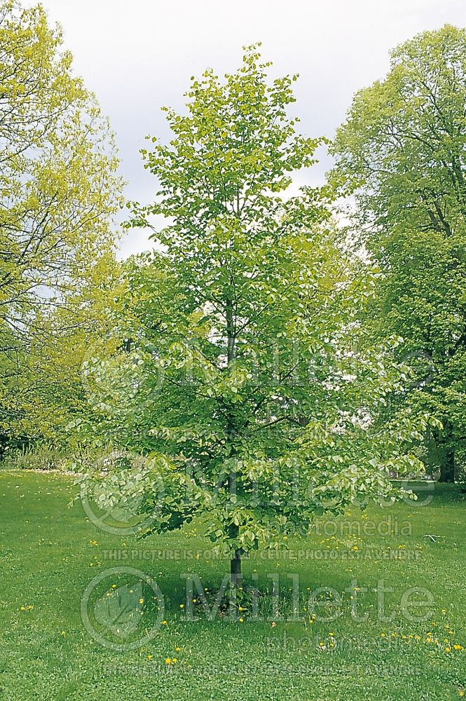 Tilia Corianthian or Corzam (Linden) 1 