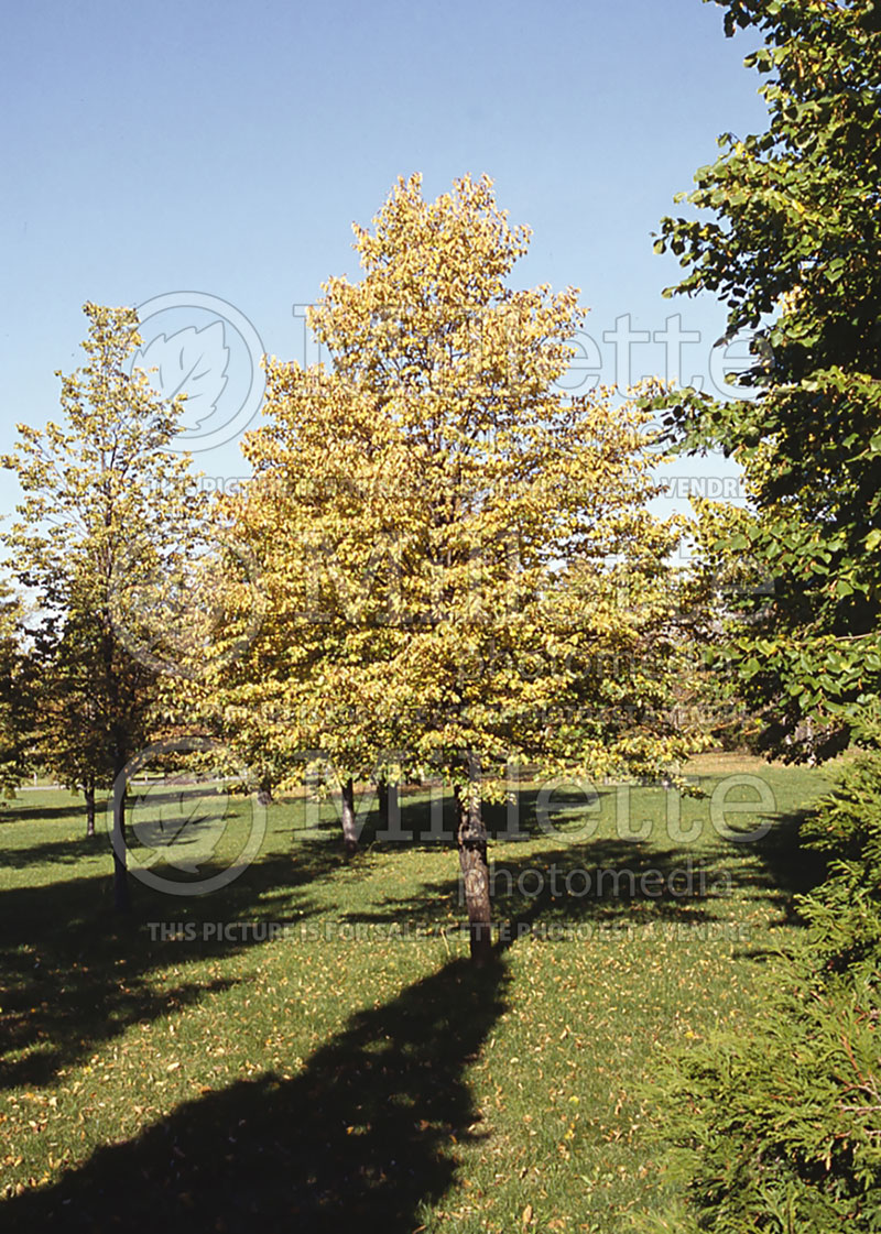 Tilia De Groot (Linden) 1 