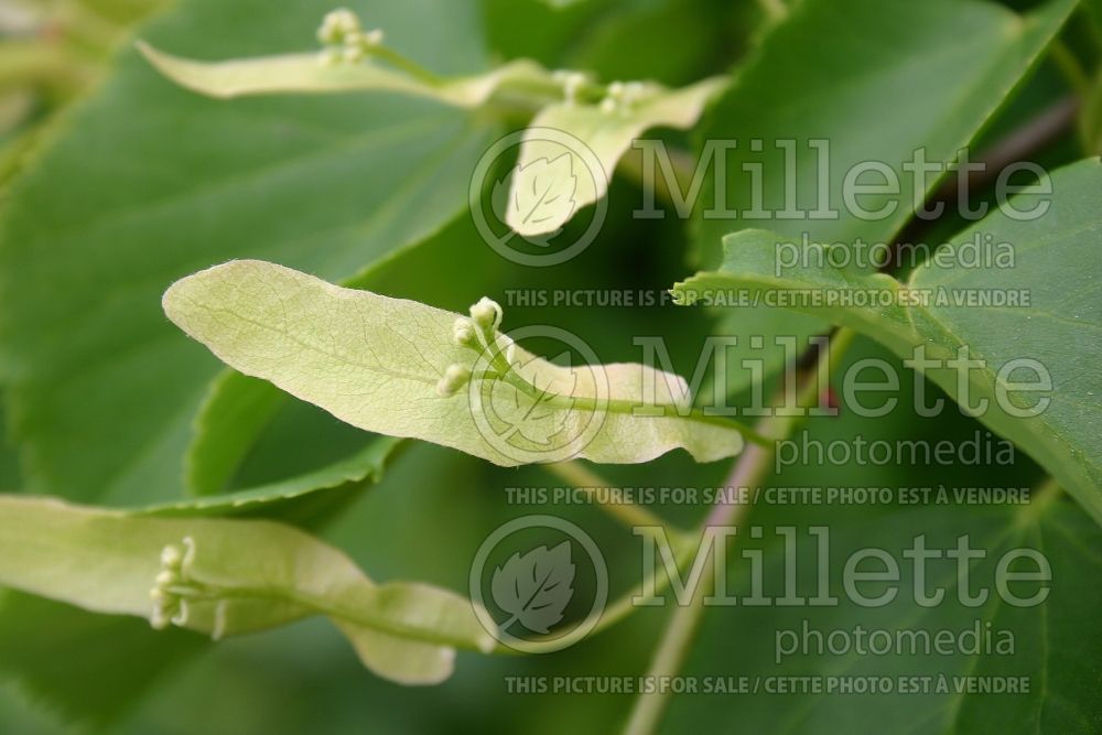 Tilia cordata (littleleaf linden) 1 