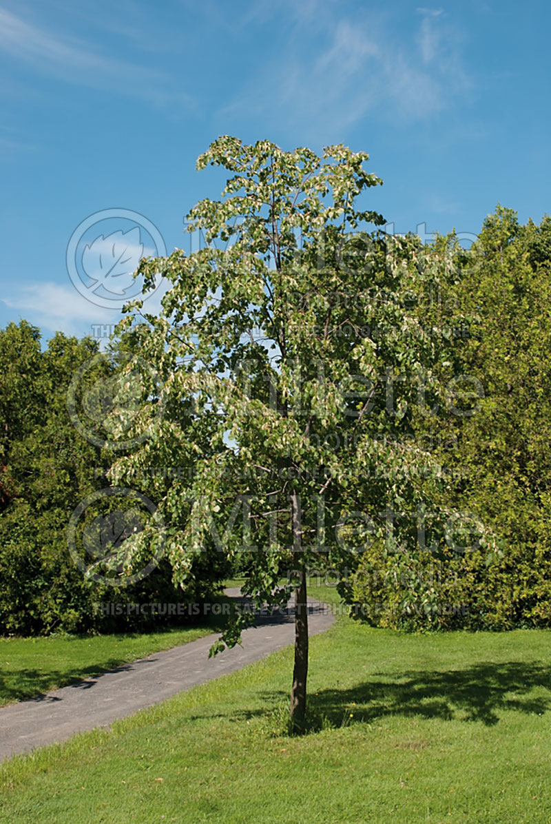 Tilia Golden Cascade (Linden) 1 