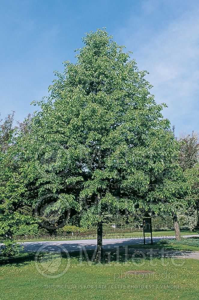 Tilia Greenspire (Littleleaf Linden) 1 