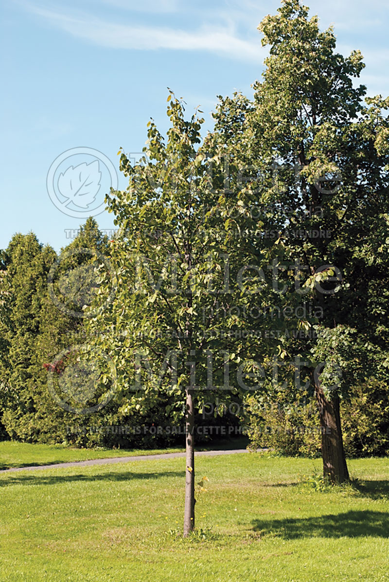 Tilia Ronald or Norlin (Linden) 1 