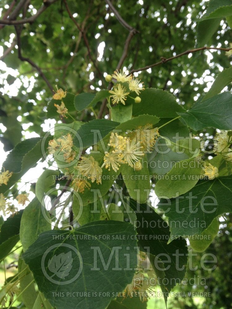 Tilia euchlora (Caucasian linden) 1 