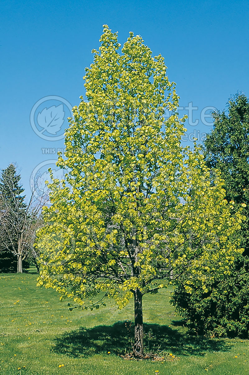 Tilia Wratislaviensis (Linden) 1 