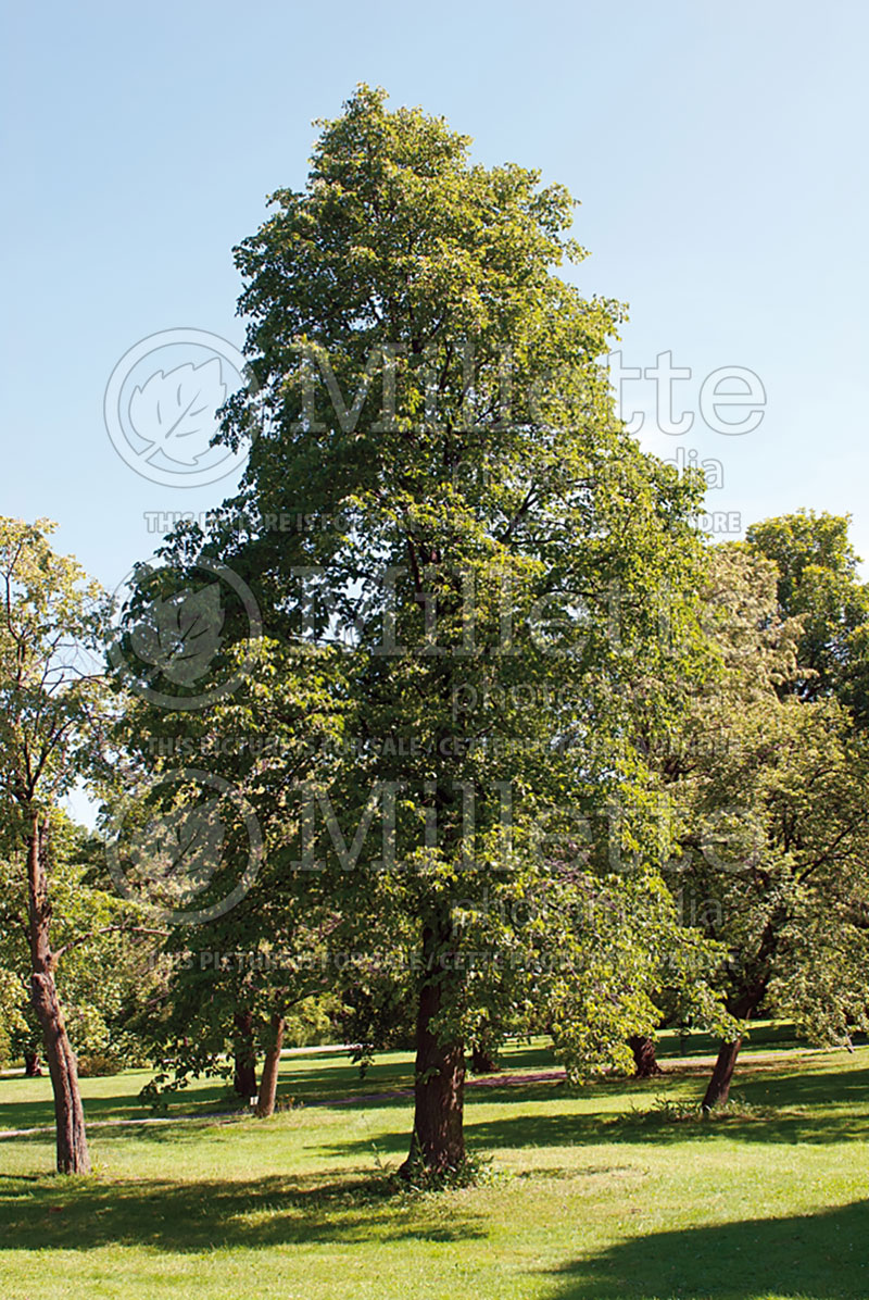 Tilia Glenleven (Linden) 1 