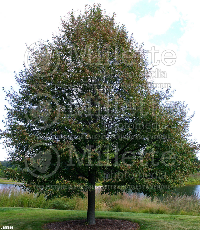 Tilia Greenspire (Littleleaf Linden)  2