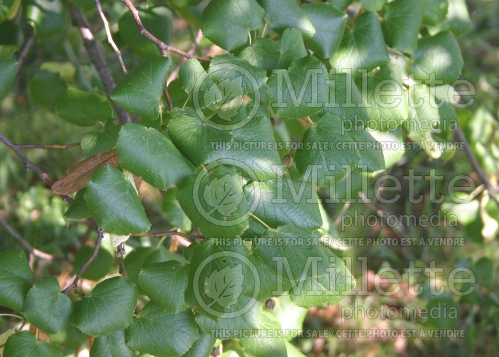 Tilia Fastigiata (Large-leaved Linden - tilleul) 1 