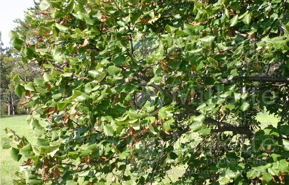 Tilia Fastigiata (Large-leaved Linden - tilleul) 2 