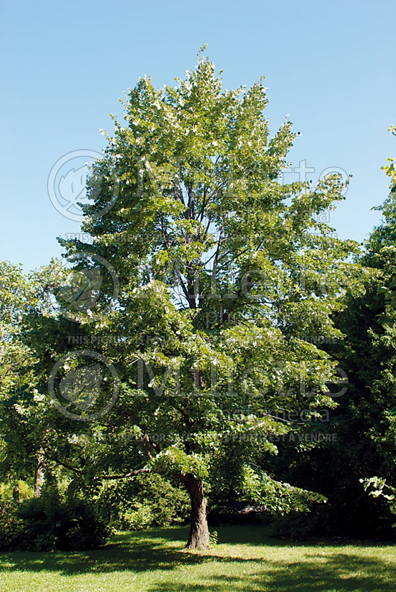 Tilia Brabant (Linden) 1 