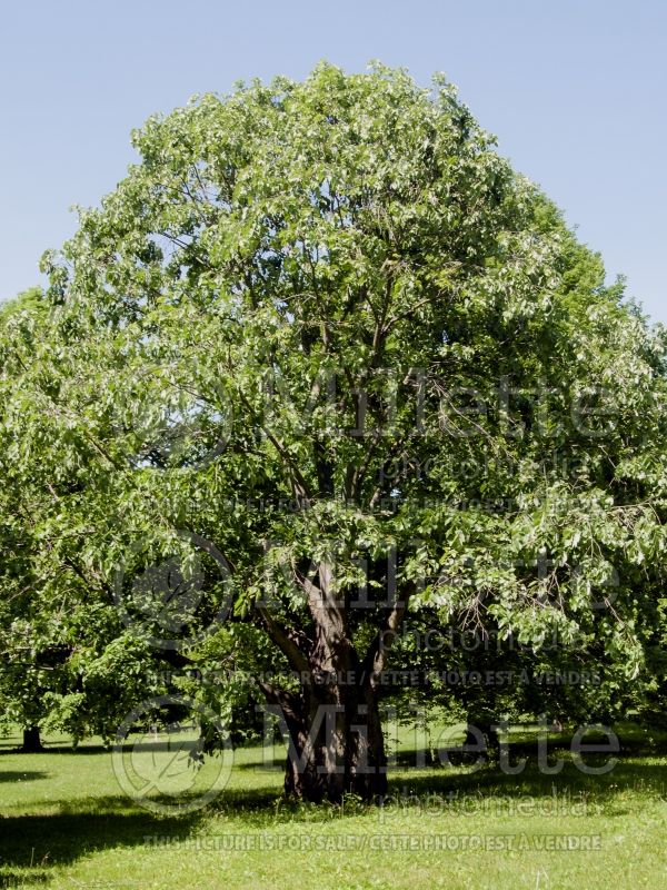 Tilia Petiolaris (Linden) 3 