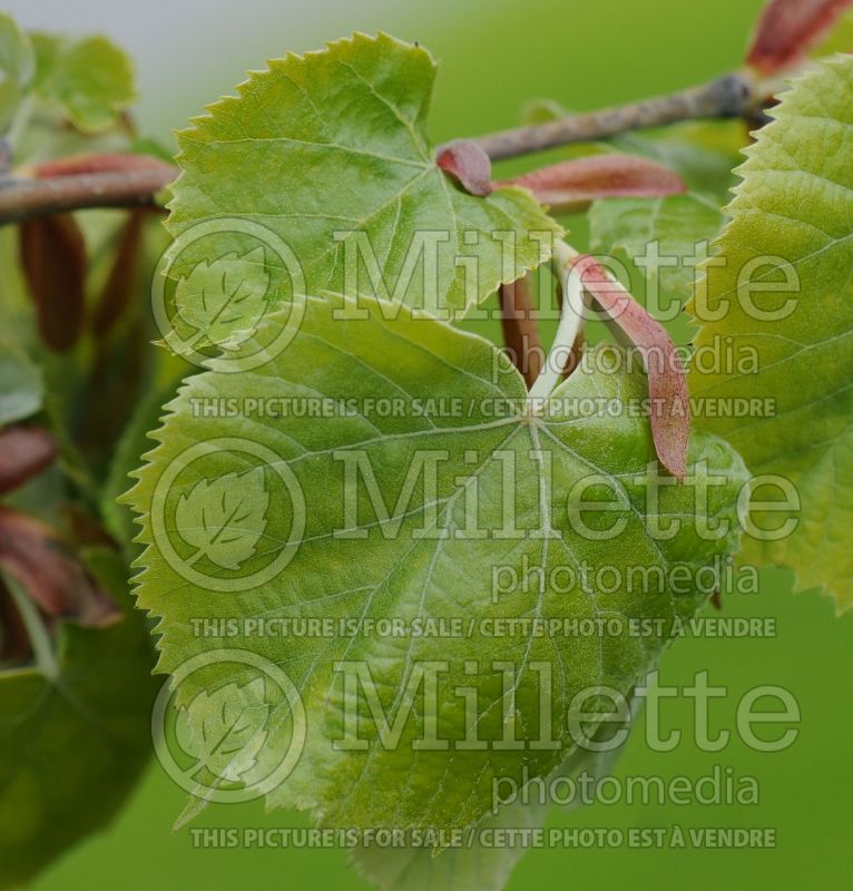 Tilia tomentosa (Linden) 1 