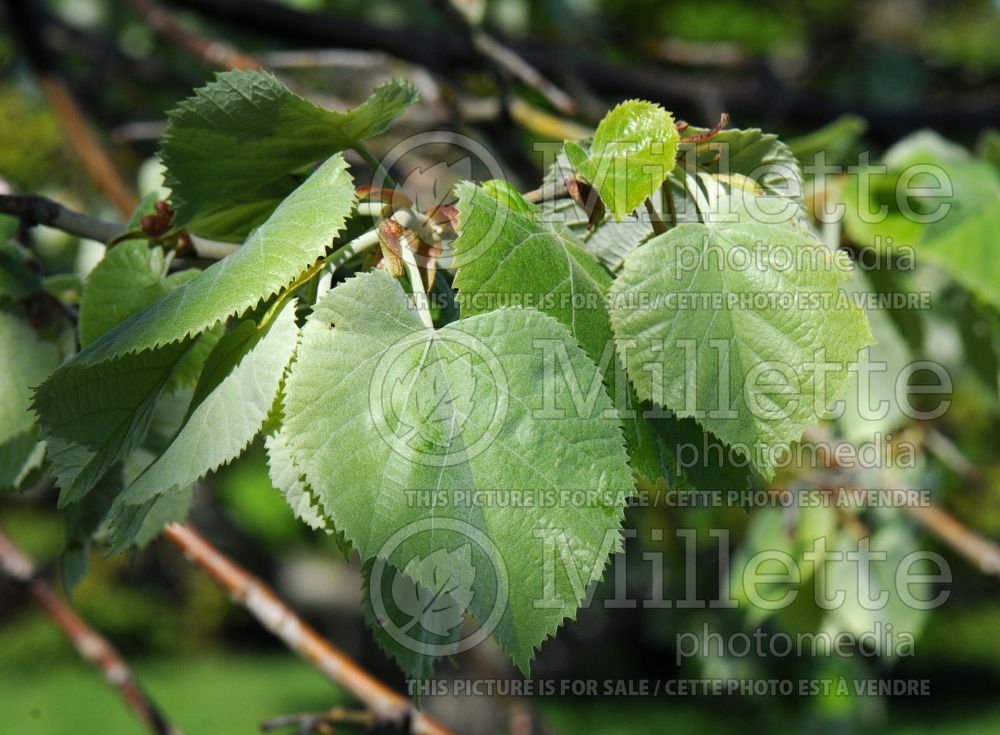 Tilia tomentosa (Linden) 2 