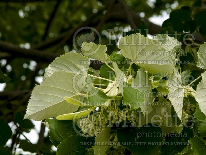 Tilia Whitnall Silver (Linden) 2 