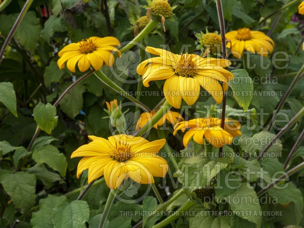 Tithonia Yellow Torch (Mexican sunflower) 1 