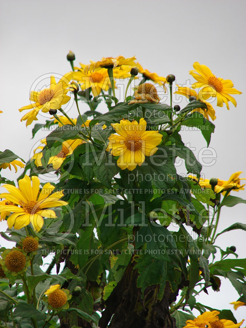 Tithonia diversifolia (Mexican sunflower, tree marigold) 2