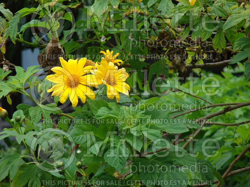 Tithonia diversifolia (Mexican sunflower, tree marigold) 4