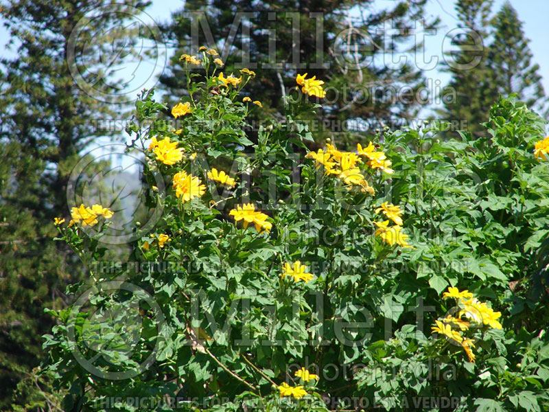 Tithonia diversifolia (Mexican sunflower, tree marigold) 3