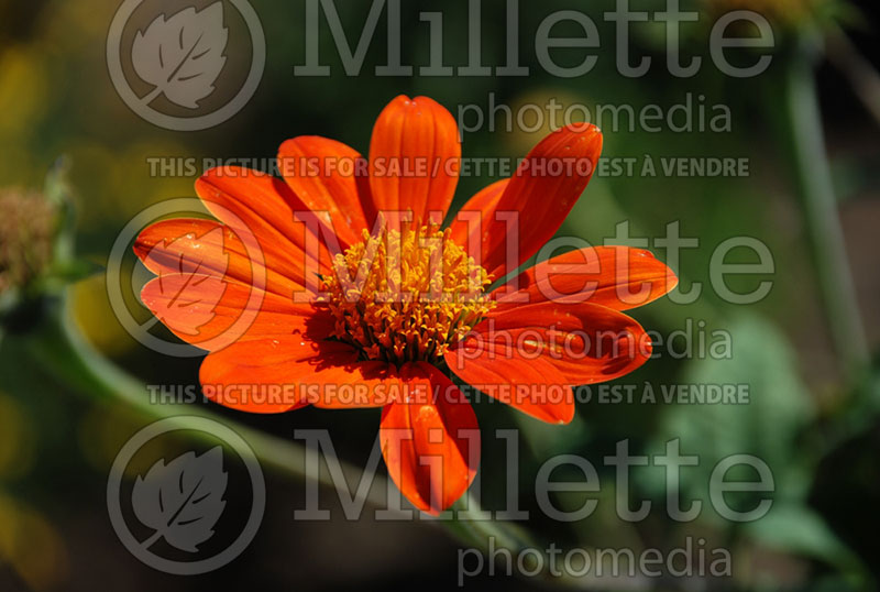 Tithonia rotundifolia (Mexican Sun) 2  