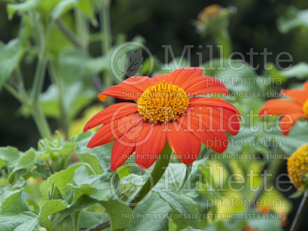 Tithonia The Torch (Mexican sunflower) 3 