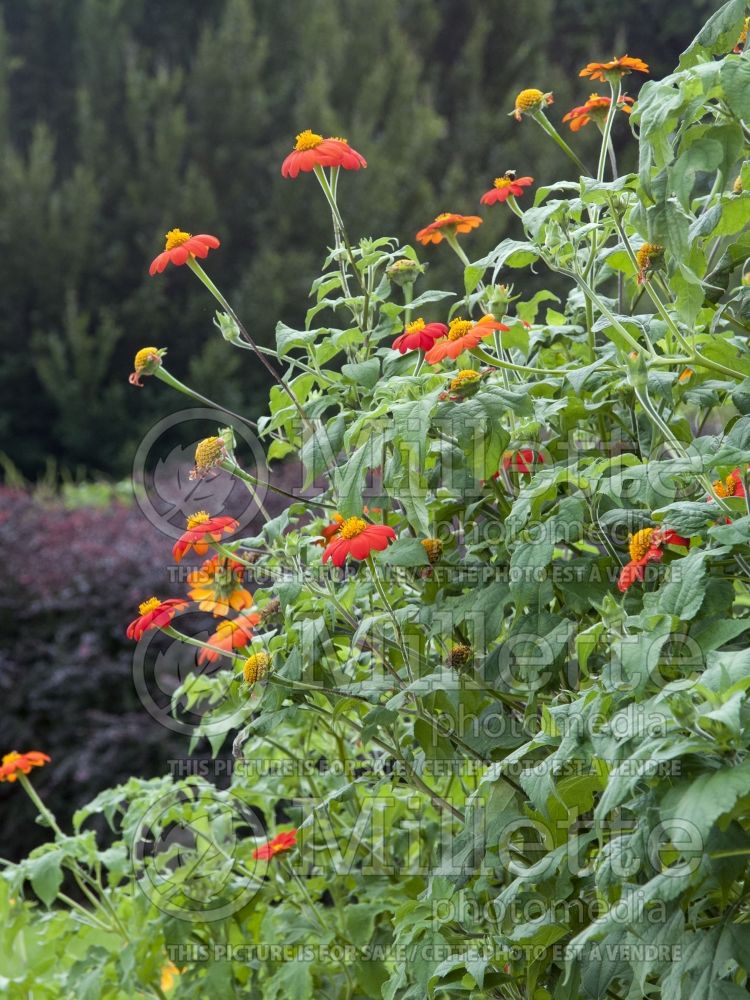 Tithonia The Torch (Mexican sunflower) 4 