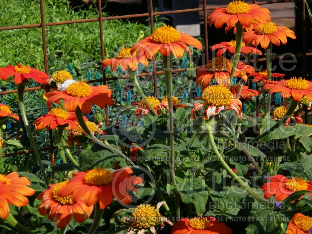 Tithonia The Torch (Mexican sunflower) 1 