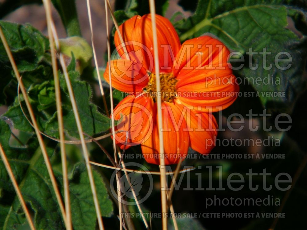 Tithonia The Torch (Mexican sunflower) 2 