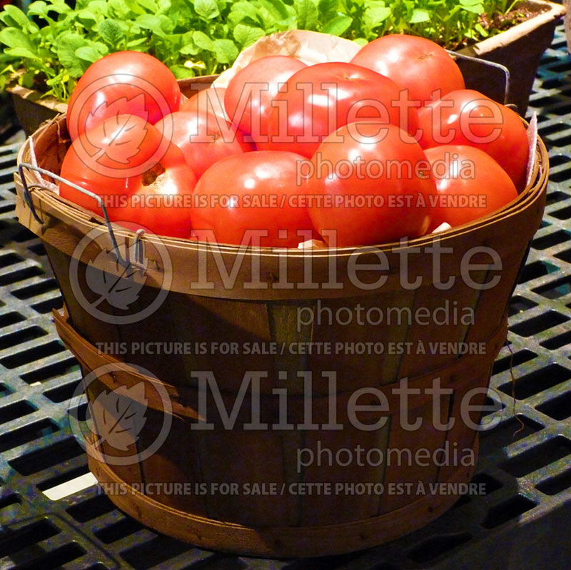 Basket full of tomatoes- vegetables (Ambiance) 76 