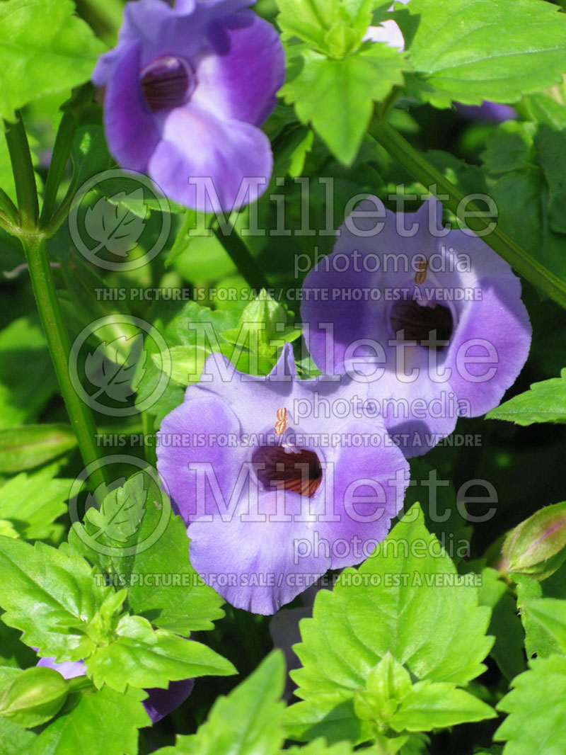 Torenia Blue Moon (Wishbone Flower) 1  