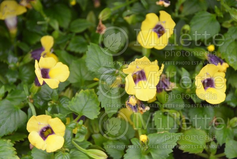 Torenia Catalina Gilded Grape (Wishbone Flower) 1  