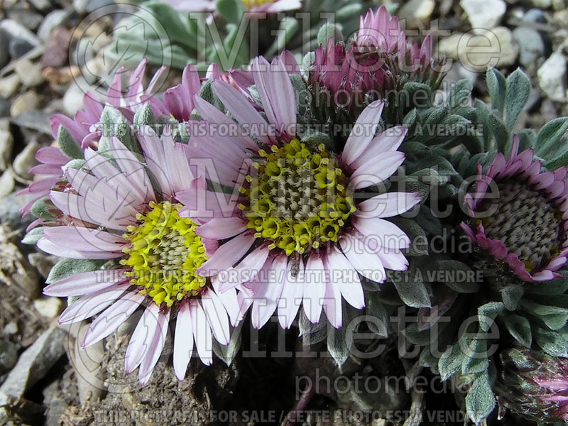 Townsendia spathulata (Sword Townsend daisy) 1 