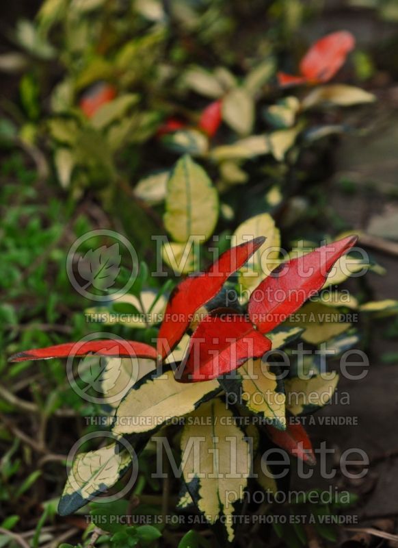 Trachelospermum Ogon Nishiki (Asiatic jasmine) 1 