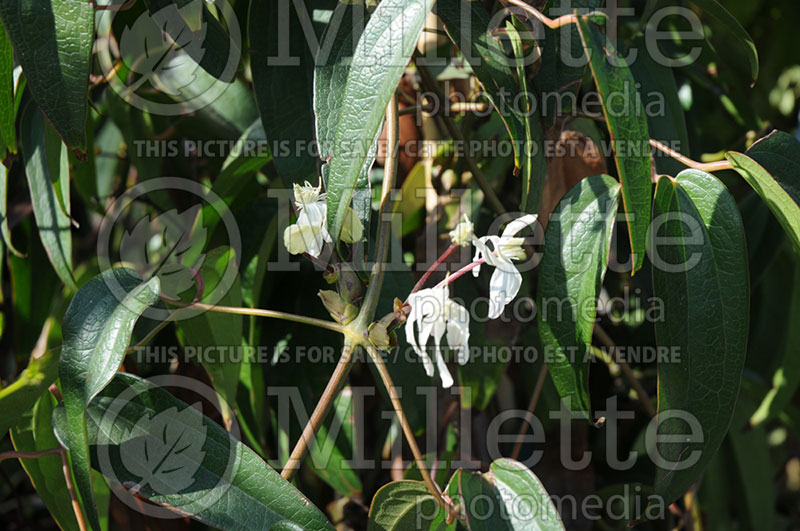 Trachelospermum jasminoides (Star jasmine) 2 