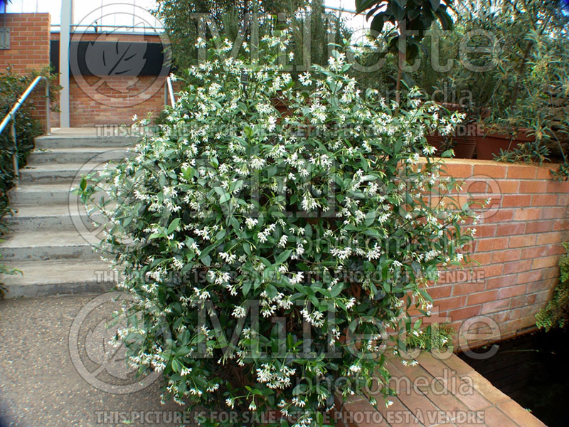 Trachelospermum jasminoides (Star jasmine) 1 